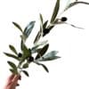 Olijf tak