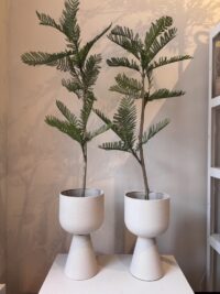 Kunst plant Jacaranda