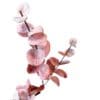 Eucalyptus tak zacht roze