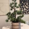 Groene kerstboom Pinus van 67 cm hoog